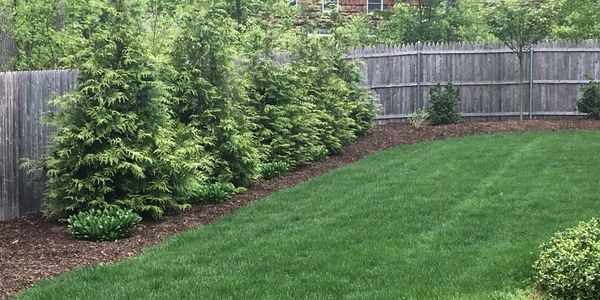 Privacy Screen, Green Giant Arborvitae With Seeded Turf and Brown Mulch