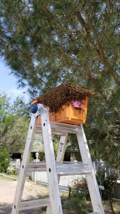 Bryan S Bees Santa Barbara Bee Removal Rescue