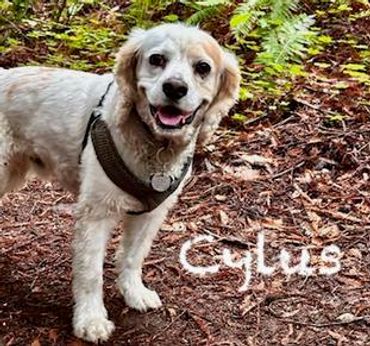 A happy dog named Cylus stands outdoors on a forest floor.