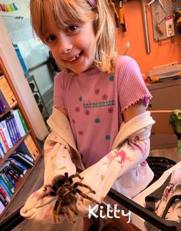 A young girl holding a large tarantula with protective gloves indoors.
