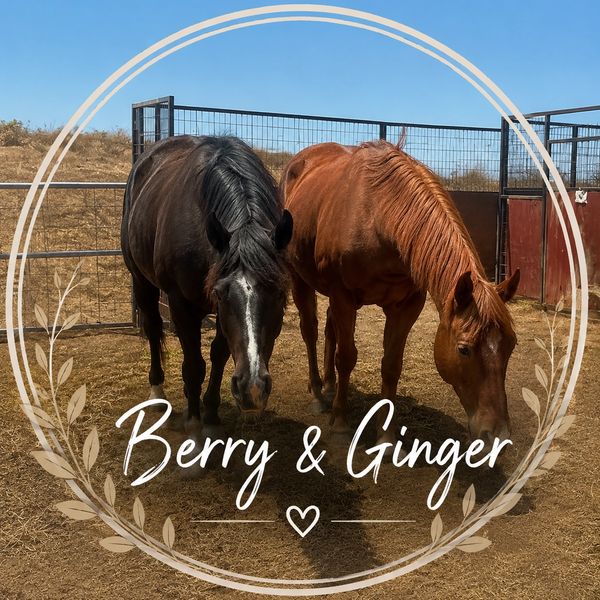 Two horses named Berry and Ginger stand side by side in a fenced area under a clear sky.