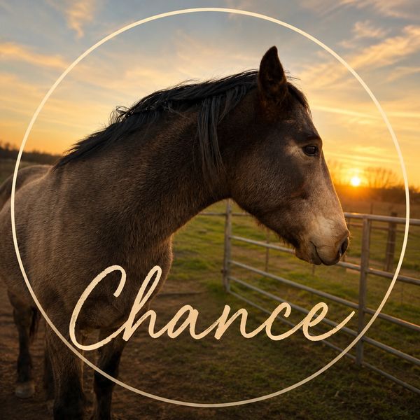 A horse named Chance at sunset in a fenced pasture.