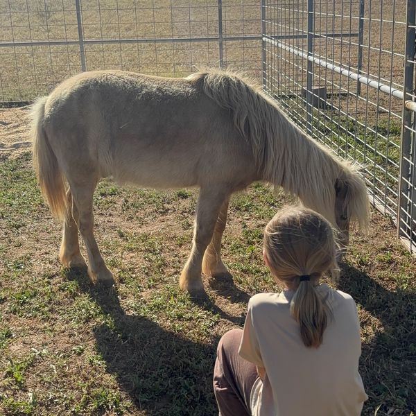 A child sitting near a pony in a fenced area on a sunny day.