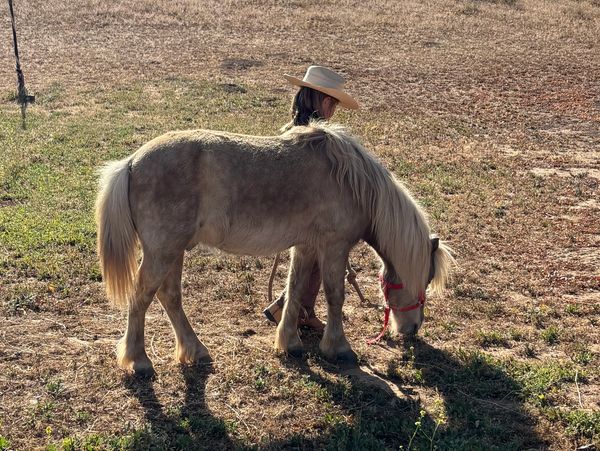 A small horse grazes while a person with a hat stands behind it.