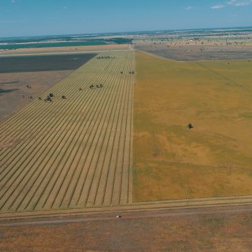 W170 Windrowing in Northern NSW
