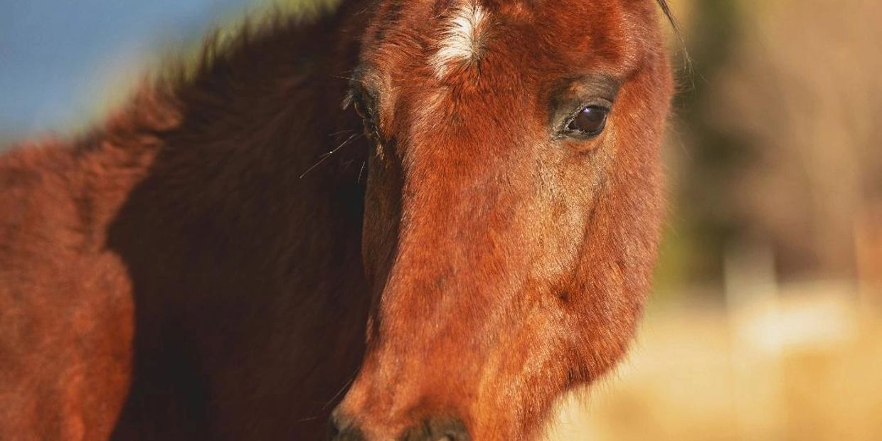 Meet Chief, Cherry Valley Rescue horse