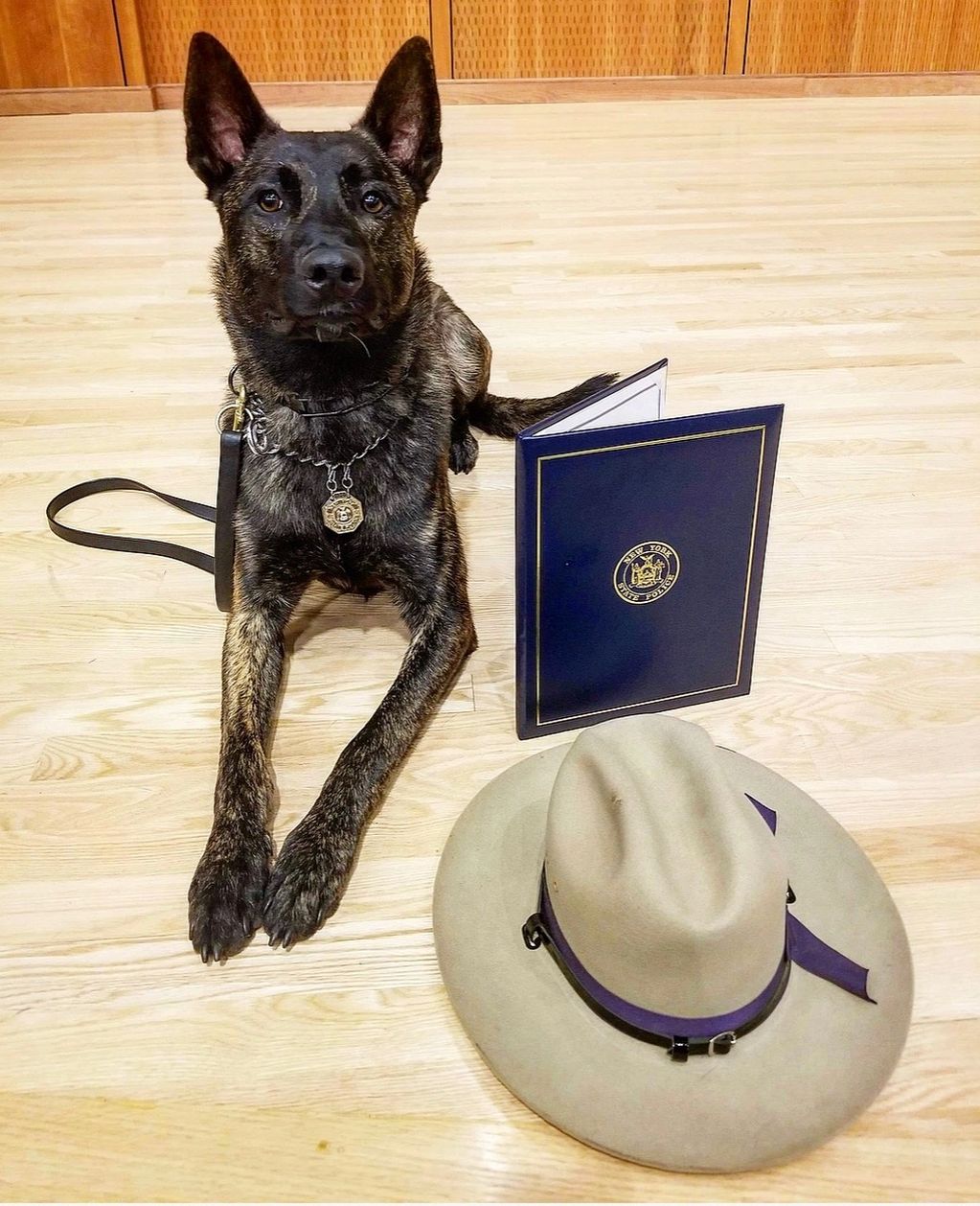 K9 ARRY: (SOLD) 
Dutch Shepherd
Dual Purpose Police K9
Patrol/Tracking/Nitrate
Congratulations NYS P