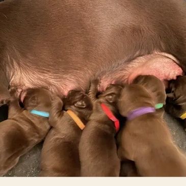 Chocolate litter drinking from the milk bar