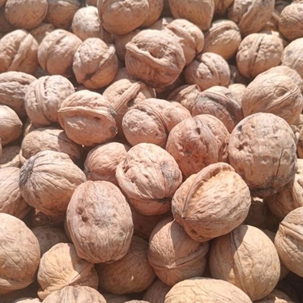 SANDEMAAN DOON (Walnuts) a Premium Gift from the Himalayas 