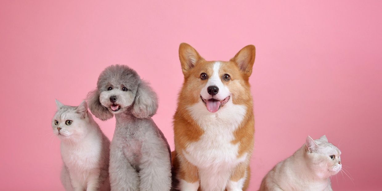 Two dogs and two cats