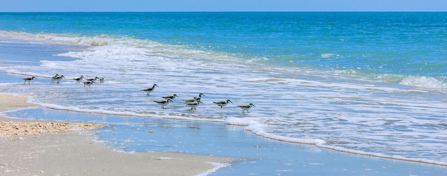 Sea Shells of Sanibel in Sanibel, United States