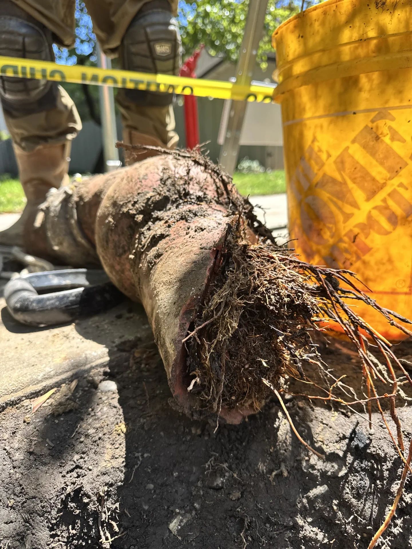 Removed portion of sewer line full of tree roots with caution tape and bucket nearby.