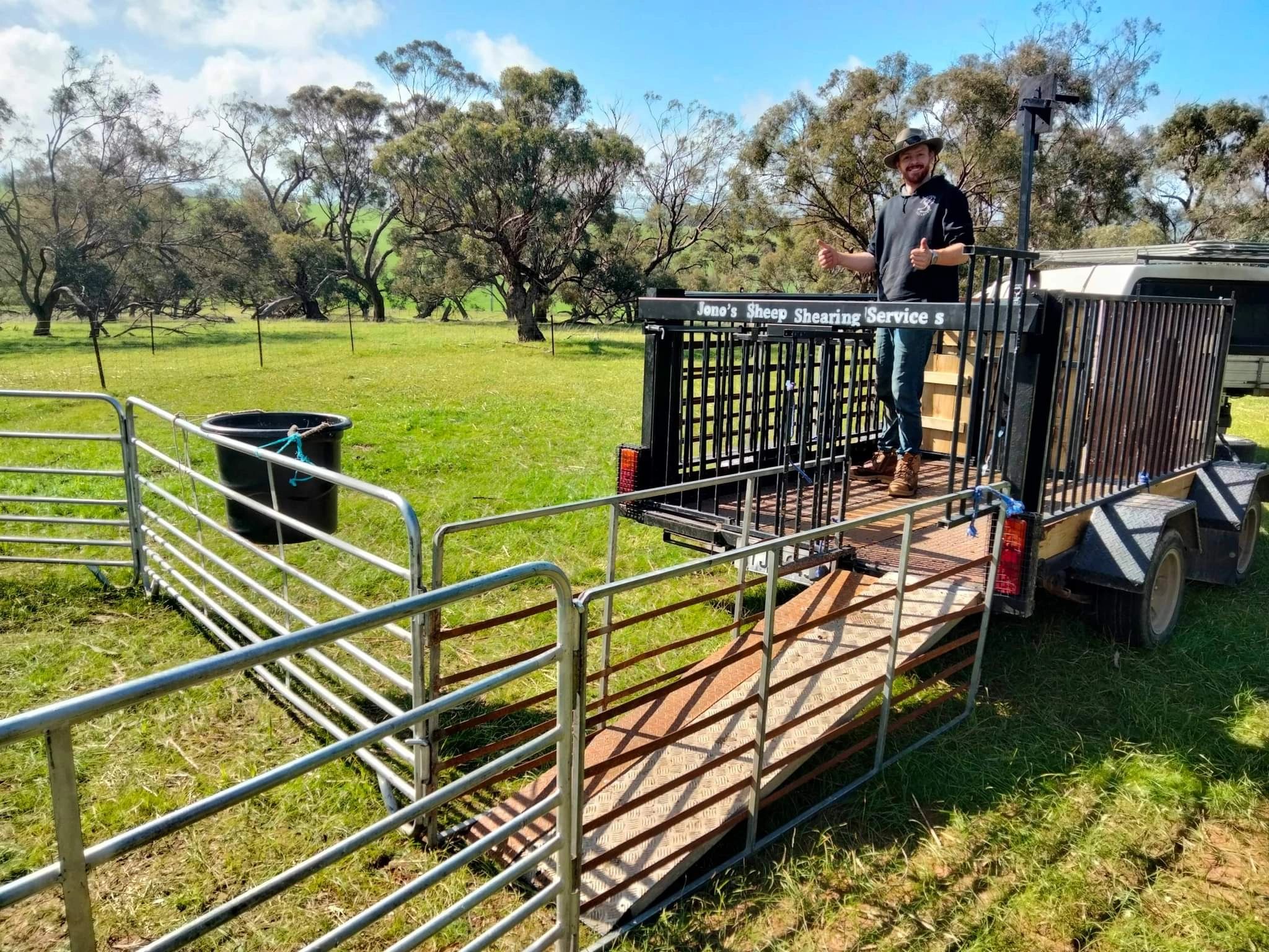 Sheep Shearing