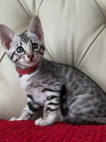 A silver tabby kitten with a red collar sitting on a red blanket.
