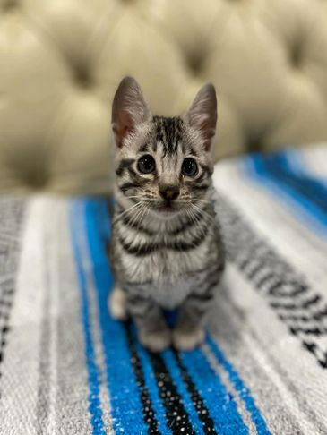 A curious tabby kitten sitting on a blue and gray striped blanket.