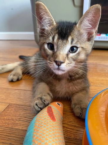 Curious kitten lying on wood floor with a colorful fish toy.