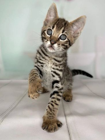 A curious spotted kitten with big eyes reaching forward.