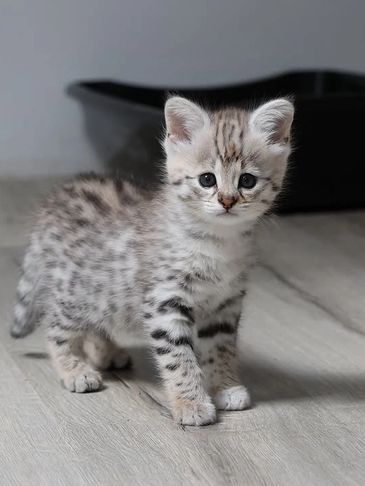 A small spotted kitten standing on a wooden floor looking curiously.