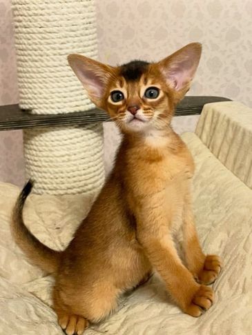 Alert Abyssinian kitten with large ears sitting on a beige surface.