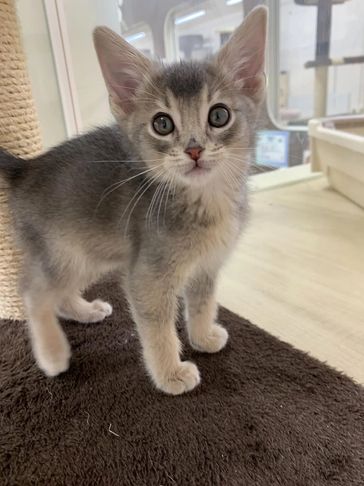 Adorable gray kitten with big eyes standing on a dark mat indoors.