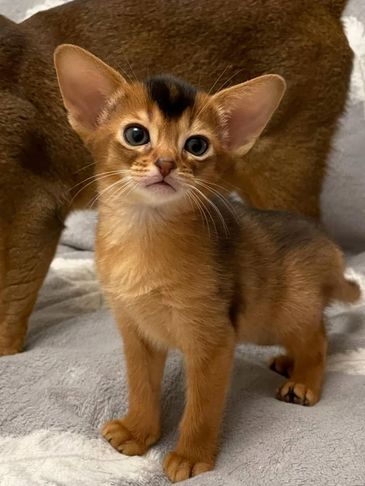 Cute Abyssinian kitten with large ears and bright eyes.