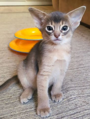 A curious kitten with large ears sitting on a carpet.
