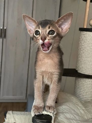 A playful kitten with large ears and wide eyes, licking its lips.