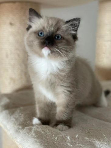 Fluffy kitten with blue eyes.
