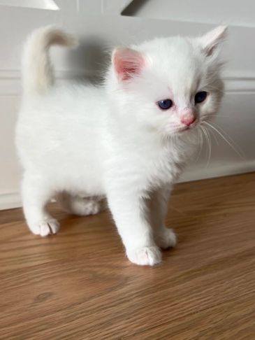 Cute white kitten with blue eyes.