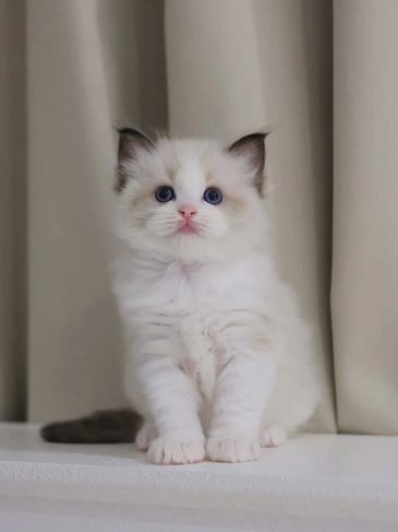 Fluffy white kitten with blue eyes sitting.