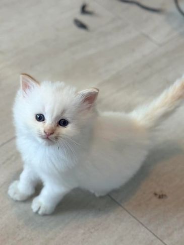 Fluffy white kitten with blue eyes looking up.