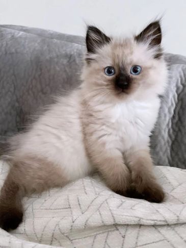Fluffy kitten with blue eyes sitting on a blanket.