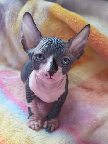 A hairless Sphynx kitten with large ears on a colorful blanket.