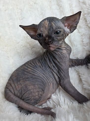 A wrinkled Sphynx kitten with large ears on a white fluffy surface.