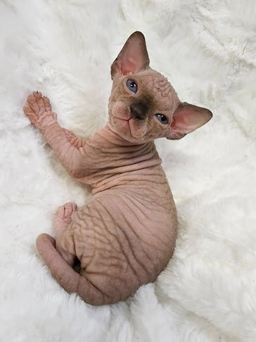 Wrinkled Sphynx kitten lying on a soft white blanket.
