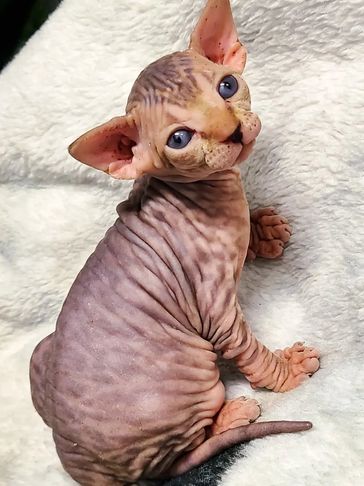 A wrinkled Sphynx kitten with blue eyes looks up adorably.