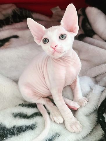 A hairless Sphynx kitten with large ears and blue eyes sitting on a blanket.