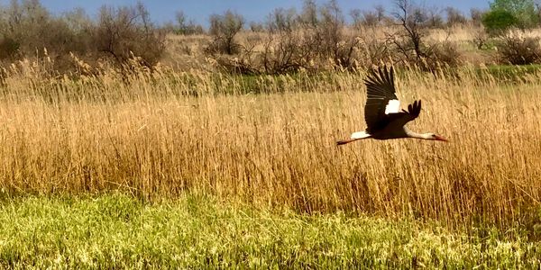 A stork flies over the reed