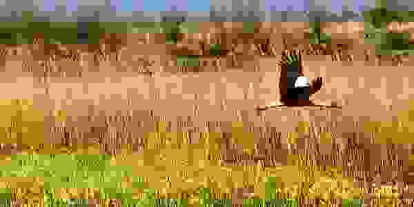 A stork flies over the reed