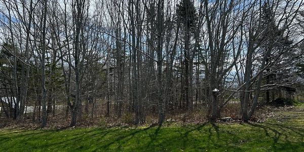 Leafless trees casting shadows on green grass under a clear sky.