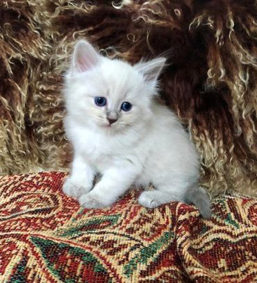 Oxsana Siberian Cats - Hypoallergenic cats, hypoallergenic kittens ...