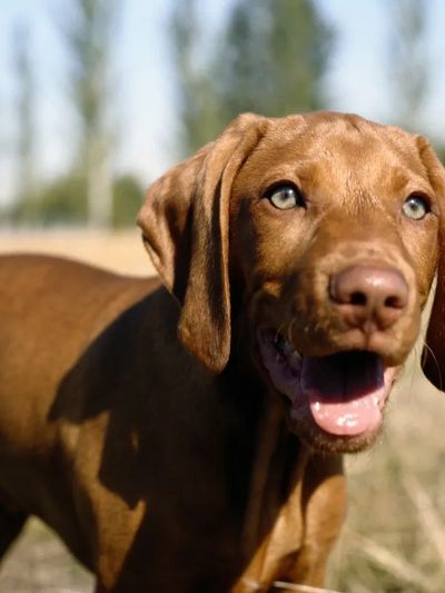 Dog at first visit to Maryland Animal Chiropractic in Ellicott City