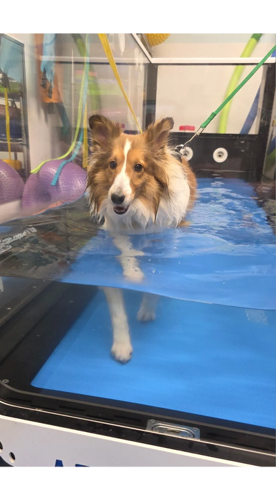 Dog receiving hydrotherapy on an underwater treadmill for rehabilitation and improved mobility 
