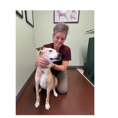Animal Chiropractor Dr. Jean Thompson provides dog chiropractic adjustment in her office