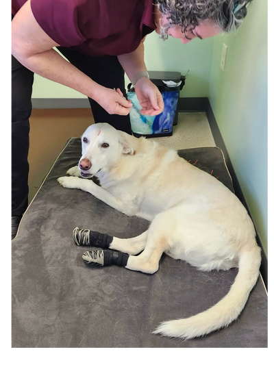 Dog receiving acupuncture for pain relief and improved mobility at Maryland Animal Chiropractic