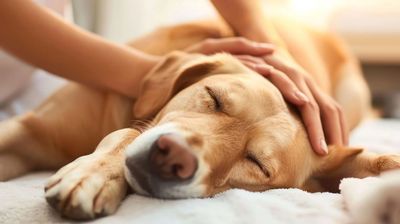 Canine myofascial bodywork treatment targeting muscle tension in Ellicott City Maryland