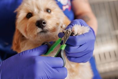 Senior Dog getting nails trimmed at Maryland Animal Chiropractic