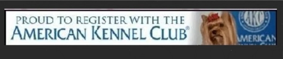 Carol's Baby Dolly Yorkies