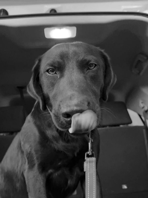 A black dog licking its nose inside a car.