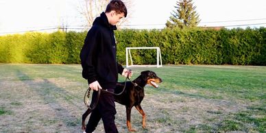 Cours de dressage chien